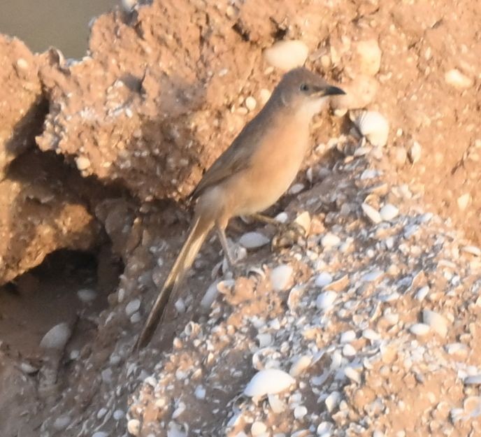 Сахарская дроздовка - ML650300215