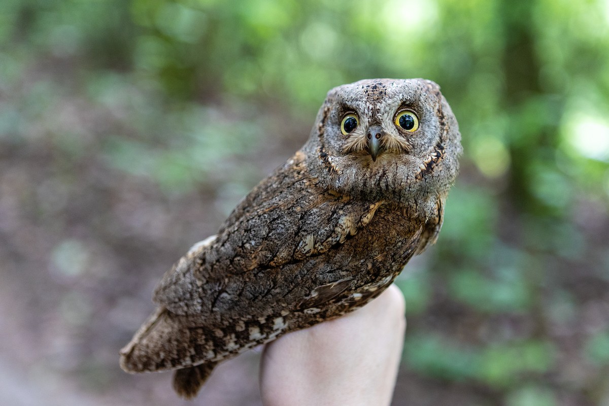 Assiolo - ML650300453