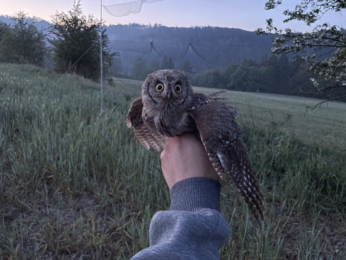 Assiolo - ML650300533