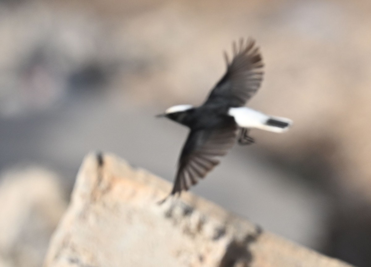 Белопоясная каменка - ML650300677