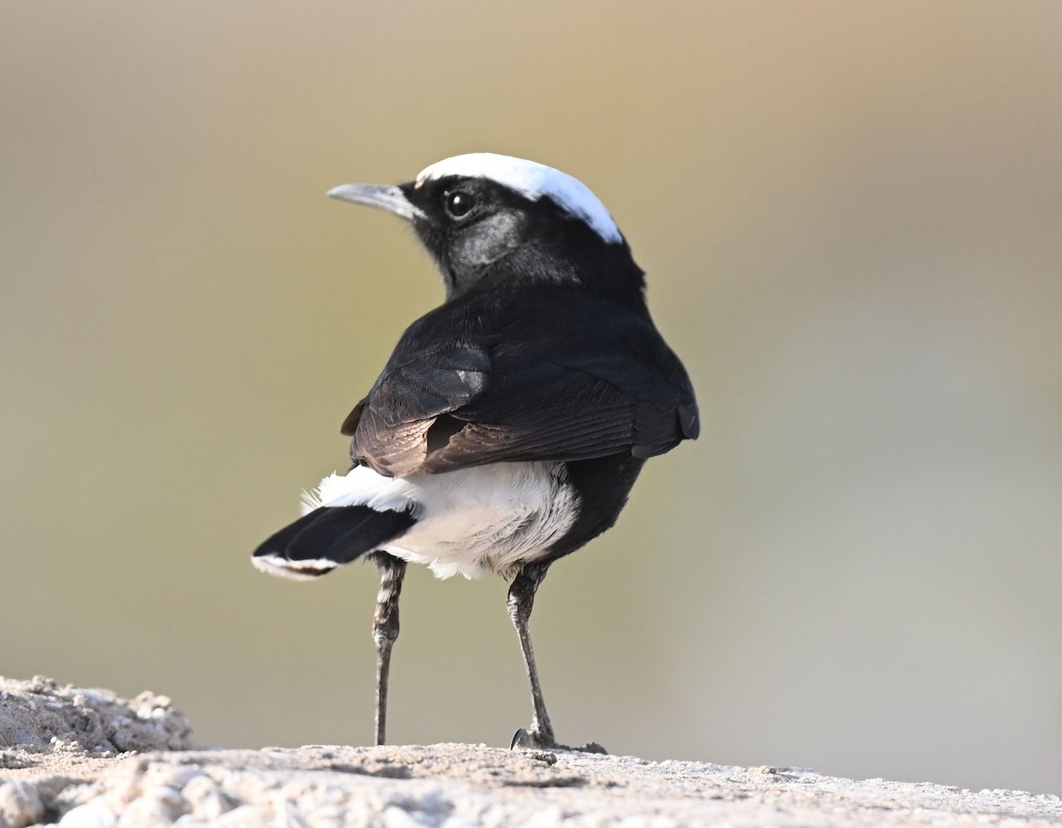 Белопоясная каменка - ML650300678