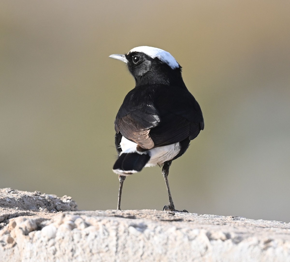 Белопоясная каменка - ML650300679