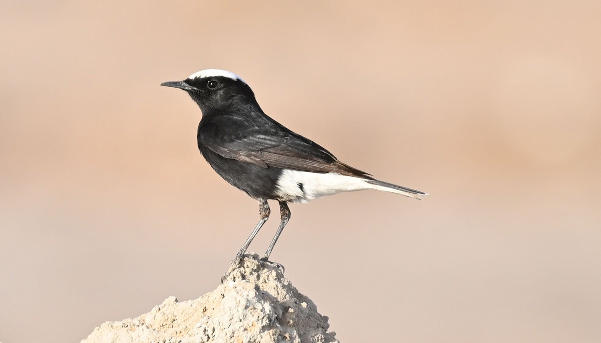 Белопоясная каменка - ML650300680