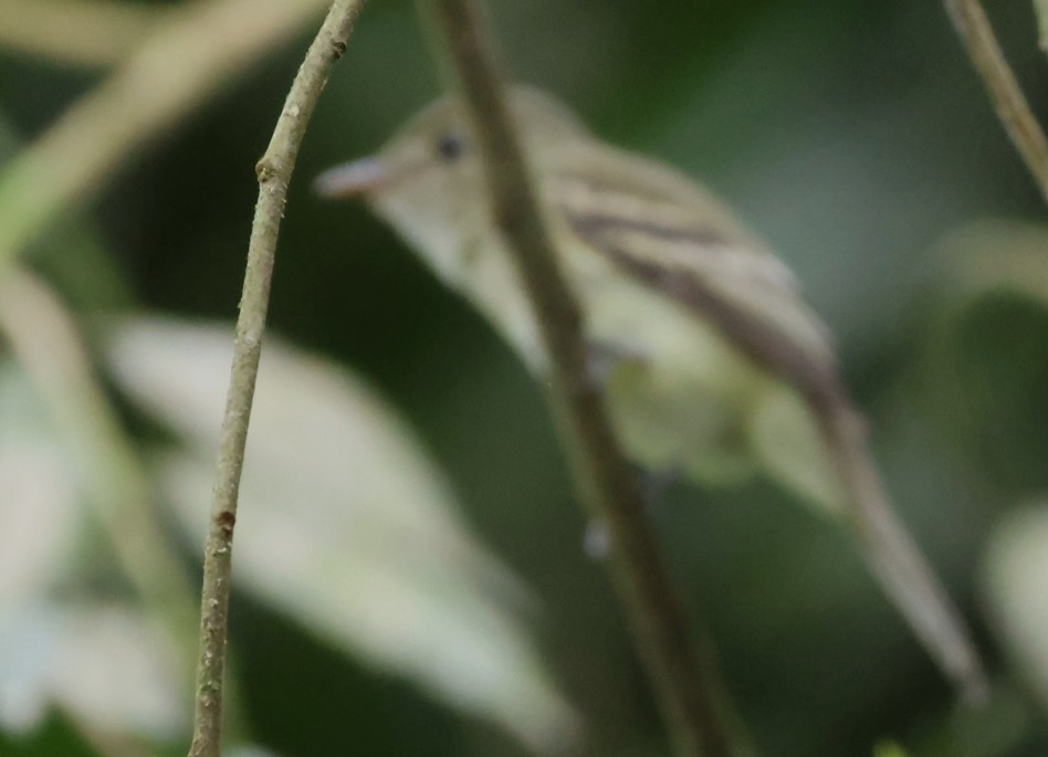 Acadian Flycatcher - ML650300884