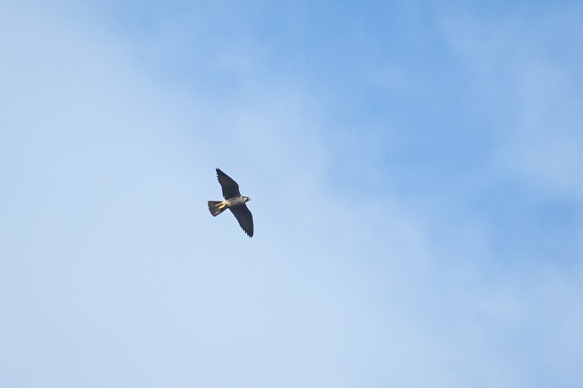 Peregrine Falcon - ML650301260