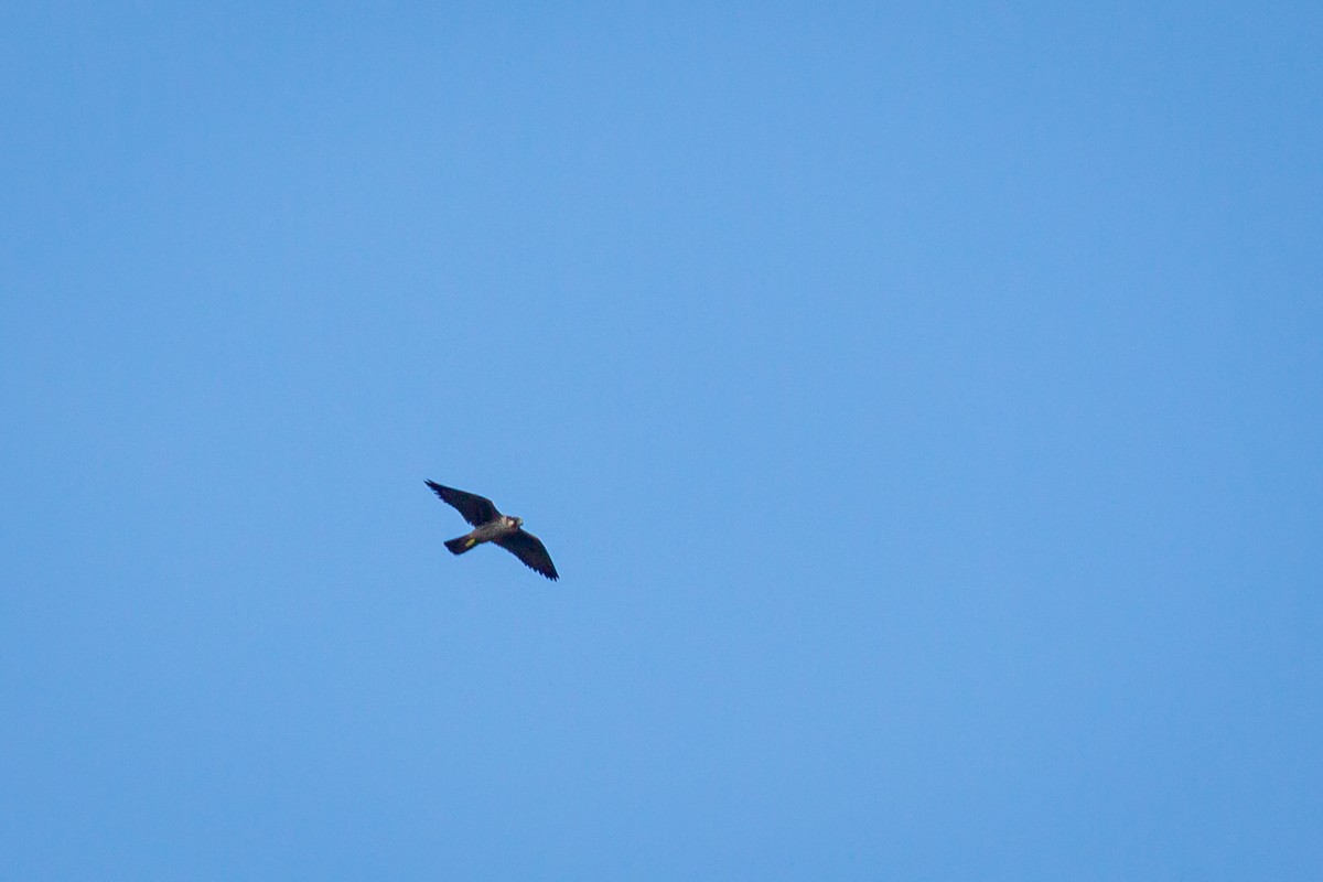 Peregrine Falcon - ML650301261