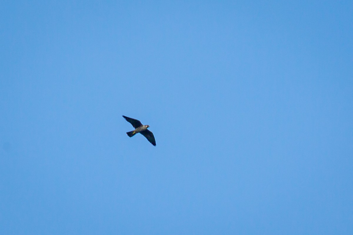 Peregrine Falcon - ML650301262