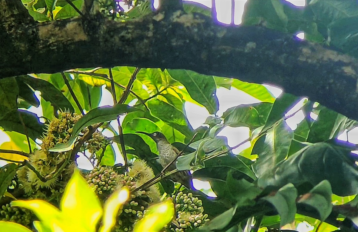 Nacktwangen-Spinnenjäger - ML650301429