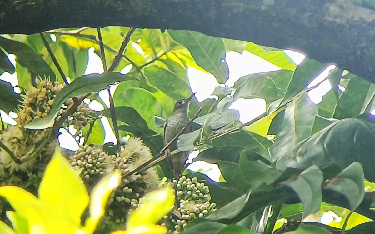 Nacktwangen-Spinnenjäger - ML650301436