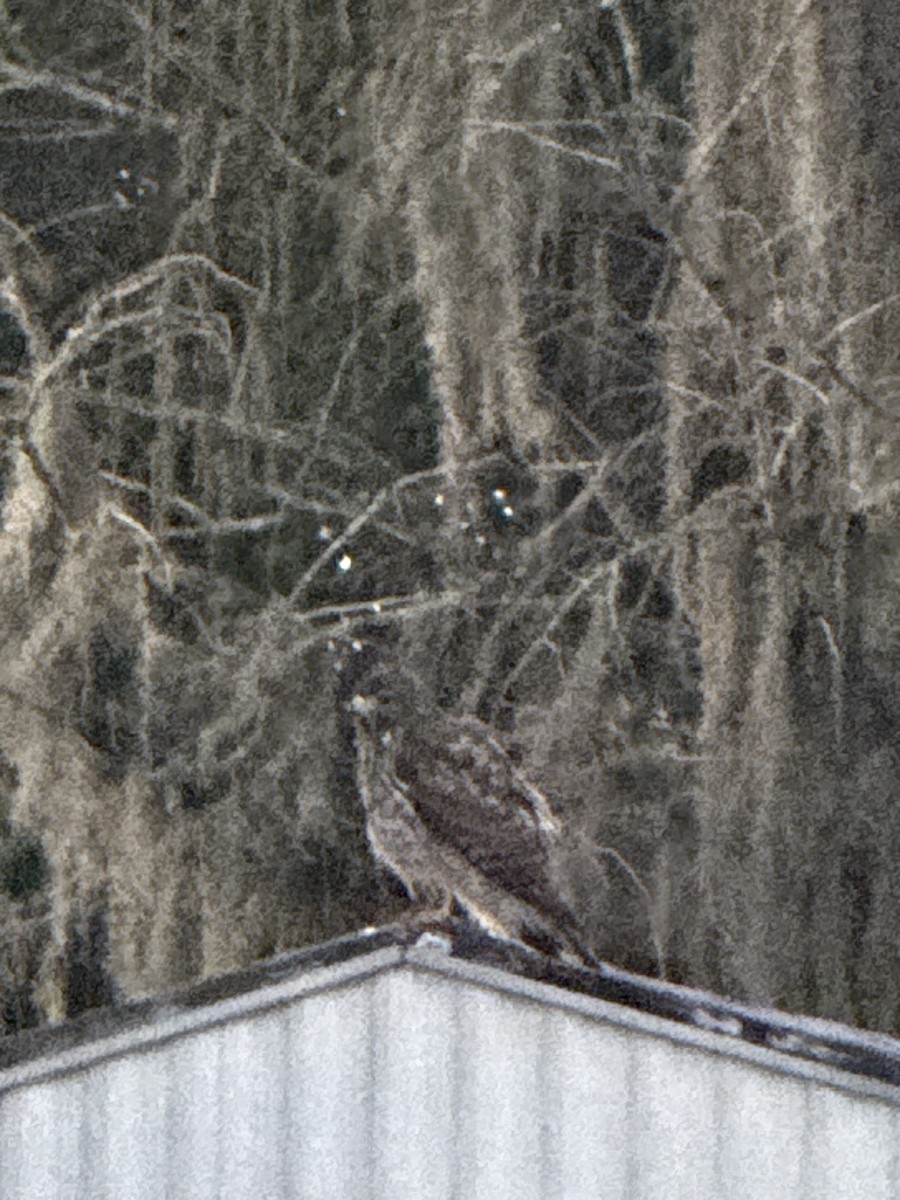 Busardo Aliancho - ML650301468