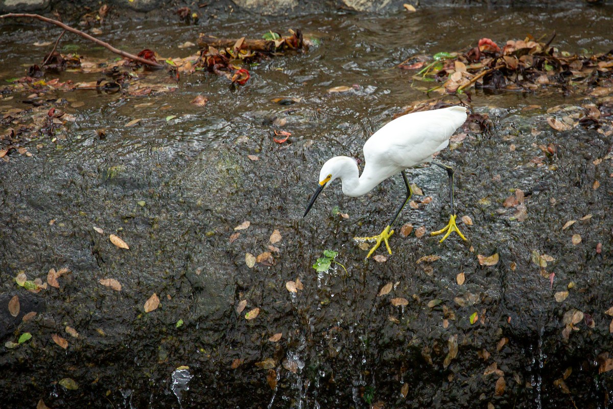 Snowy Egret - ML650301484