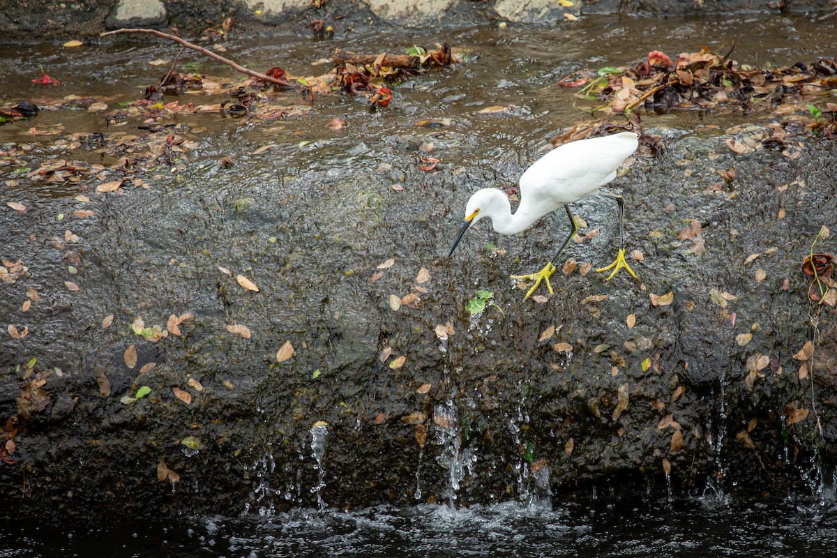 Snowy Egret - ML650301485