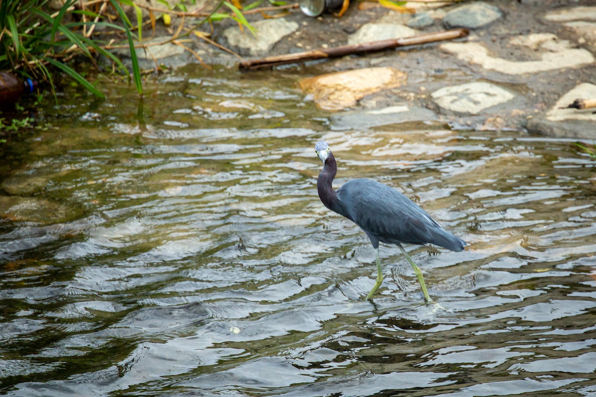 Little Blue Heron - ML650301487