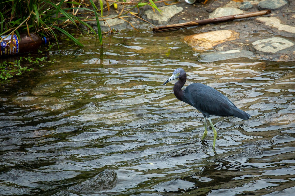 Little Blue Heron - ML650301488