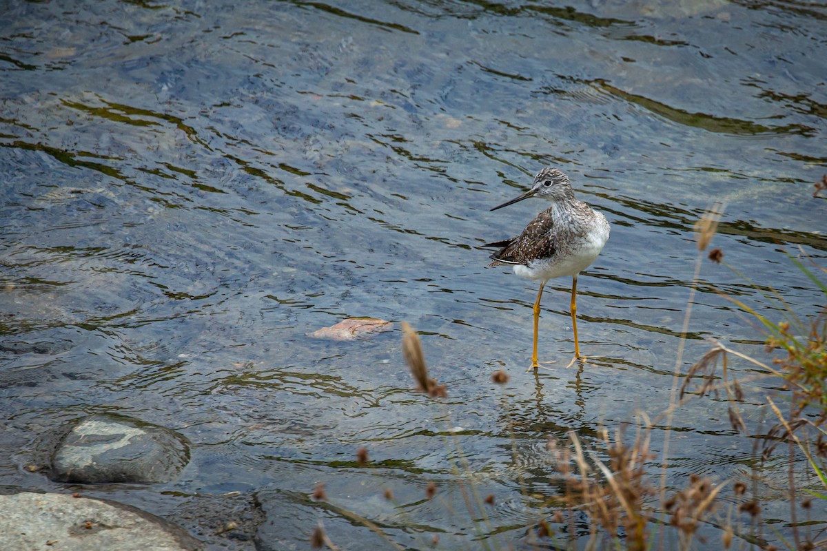 Greater Yellowlegs - ML650301517
