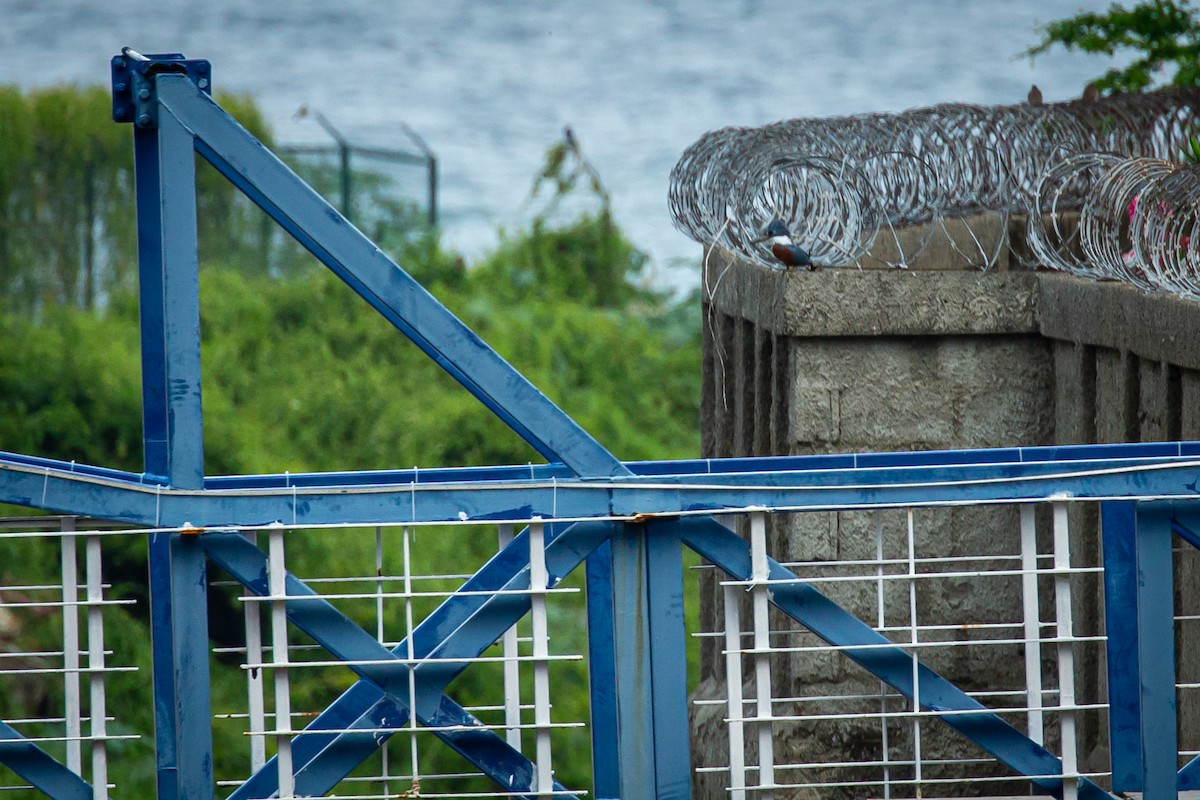 Ringed Kingfisher - ML650301528