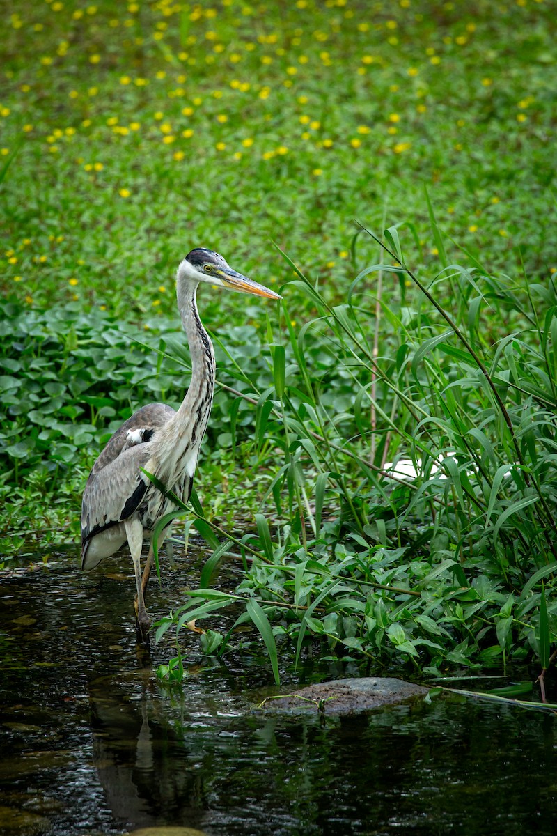 Cocoi Heron - ML650301554