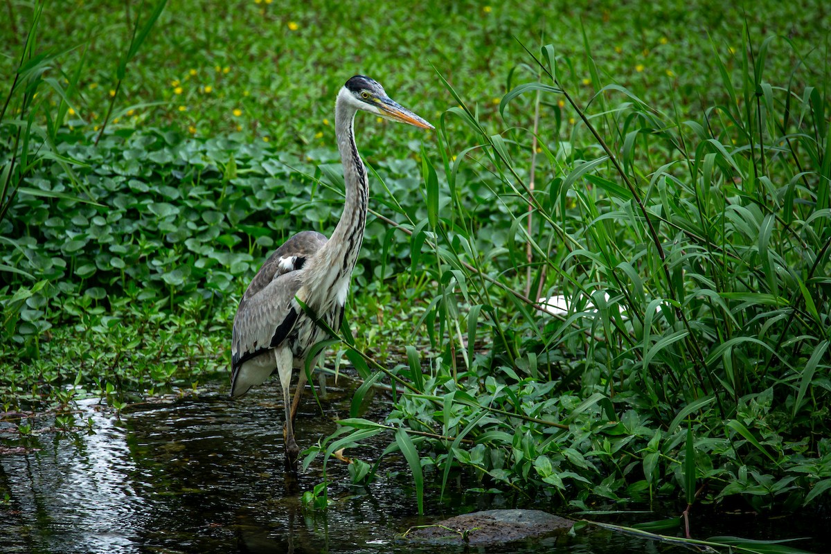 Cocoi Heron - ML650301555