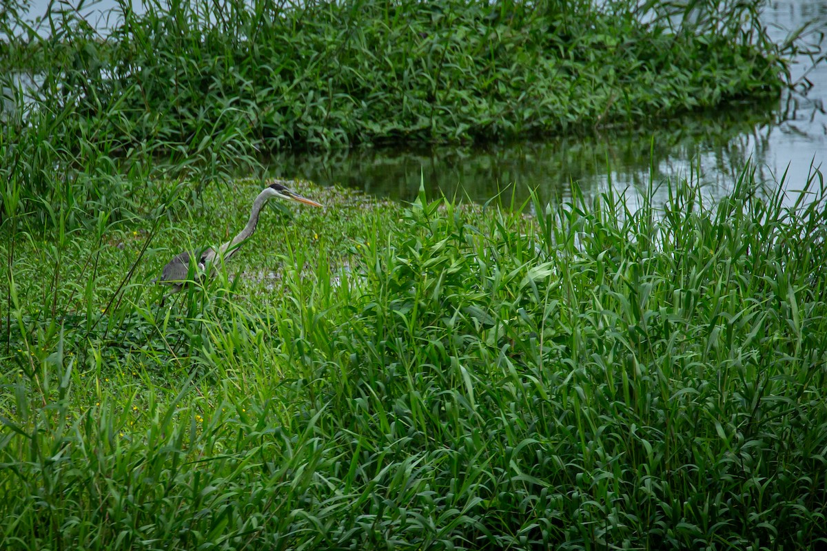 Cocoi Heron - ML650301556