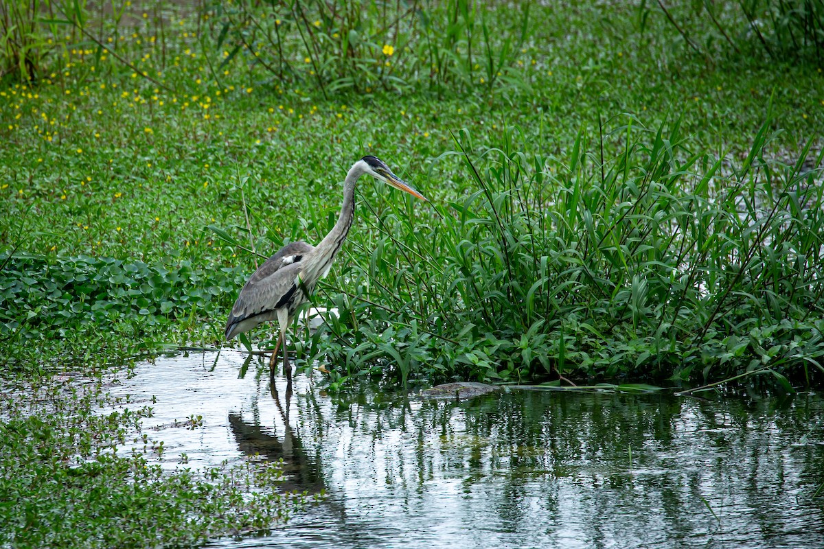 Cocoi Heron - ML650301557