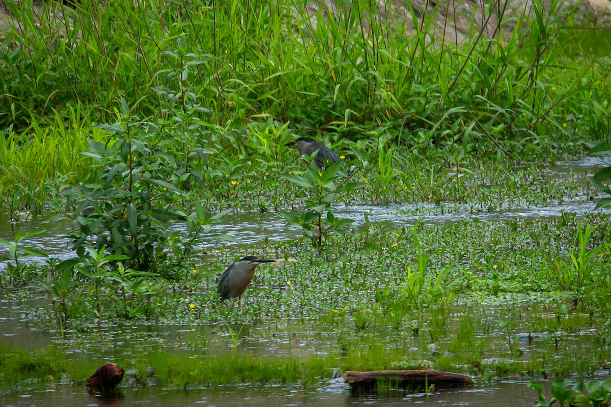 Striated Heron - ML650301561