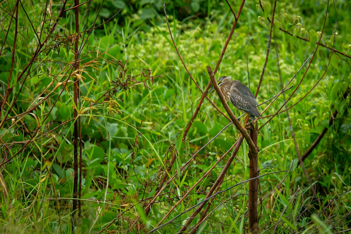 Striated Heron - ML650301682