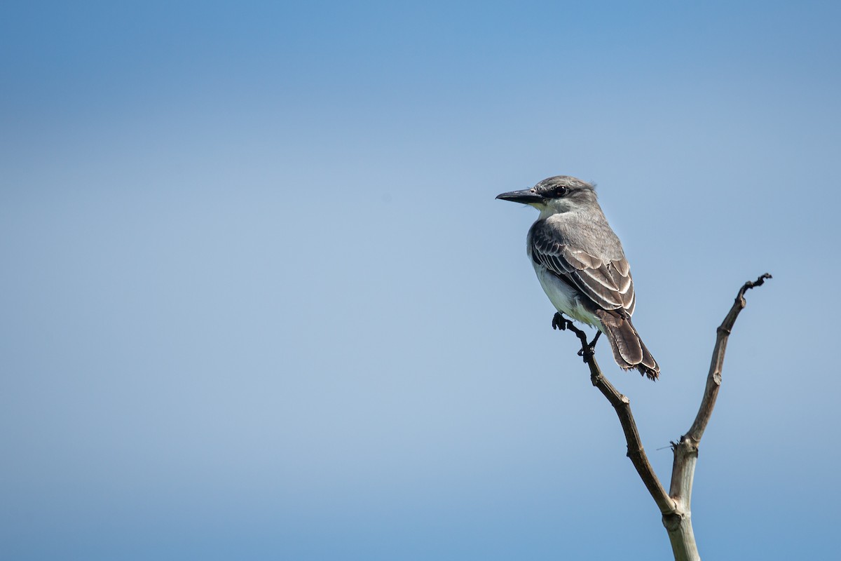 Gray Kingbird - ML650301685