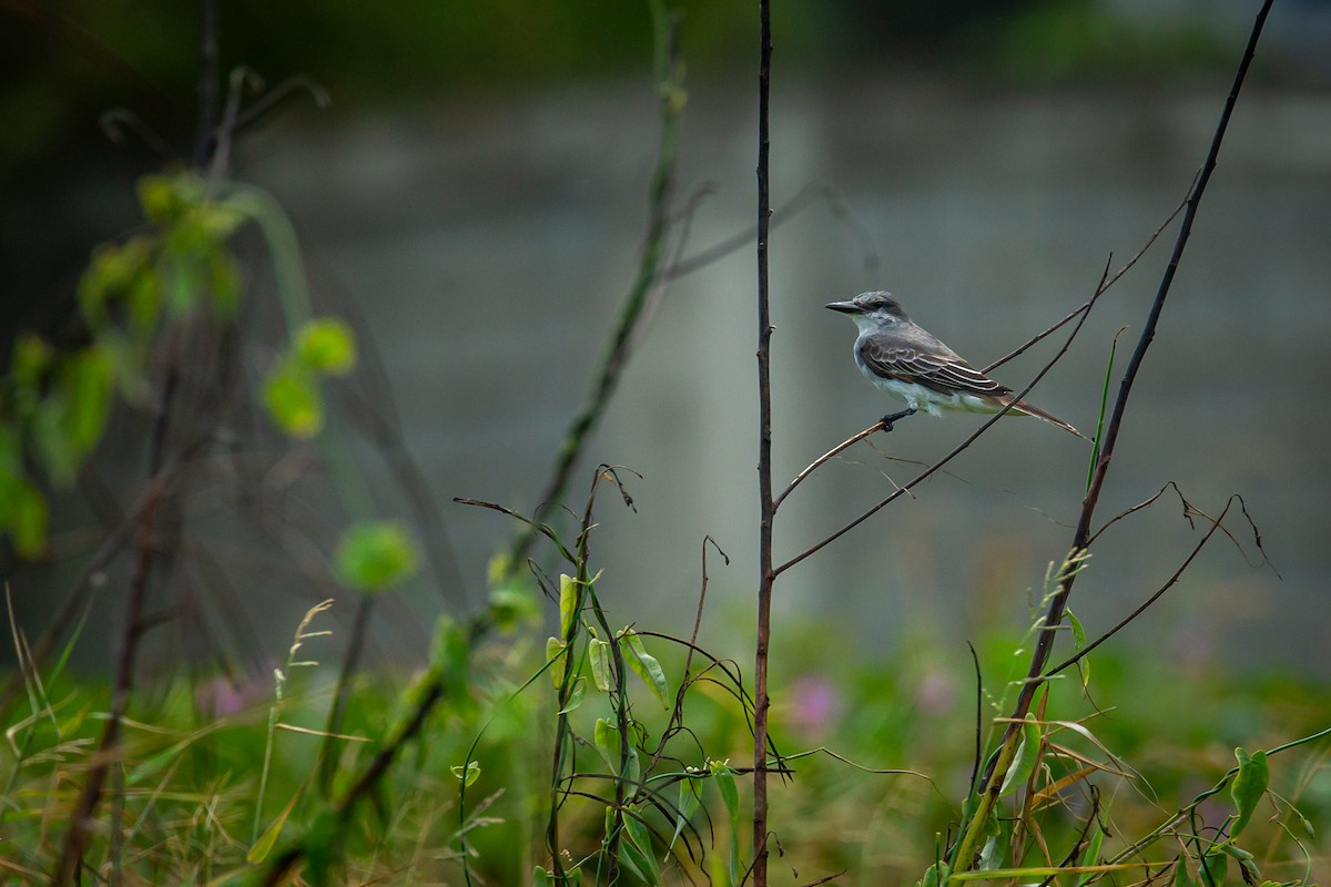 Gray Kingbird - ML650301686
