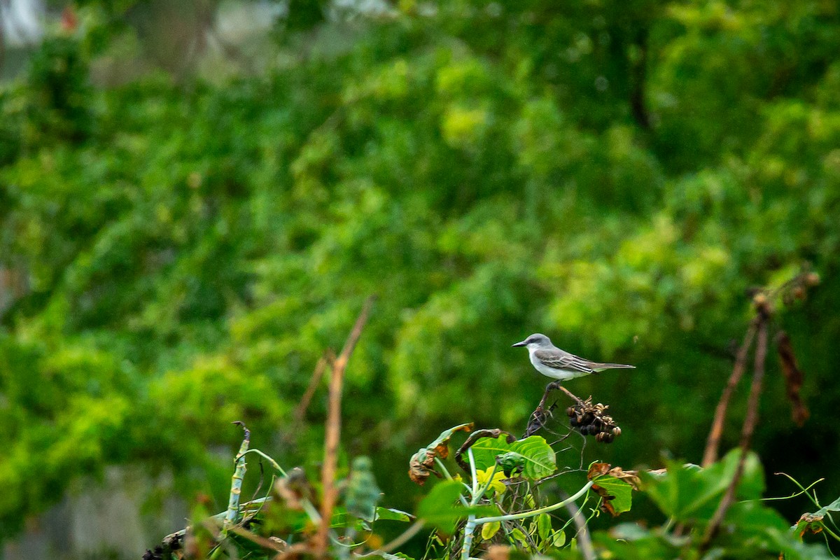 Gray Kingbird - ML650301688