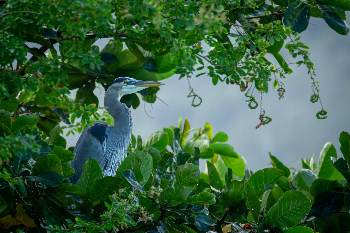 Great Blue Heron - ML650301701