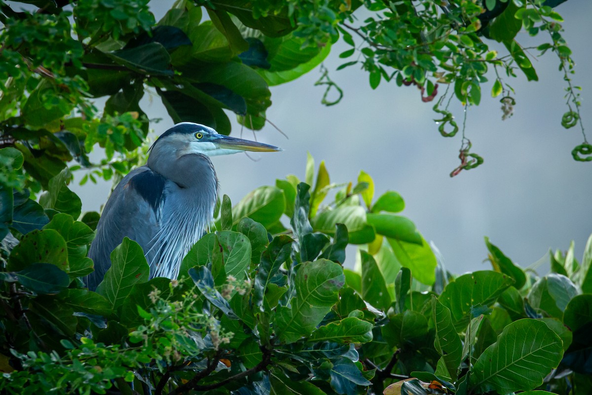 Great Blue Heron - ML650301704
