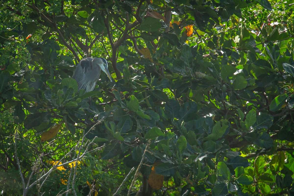 Great Blue Heron - ML650301705
