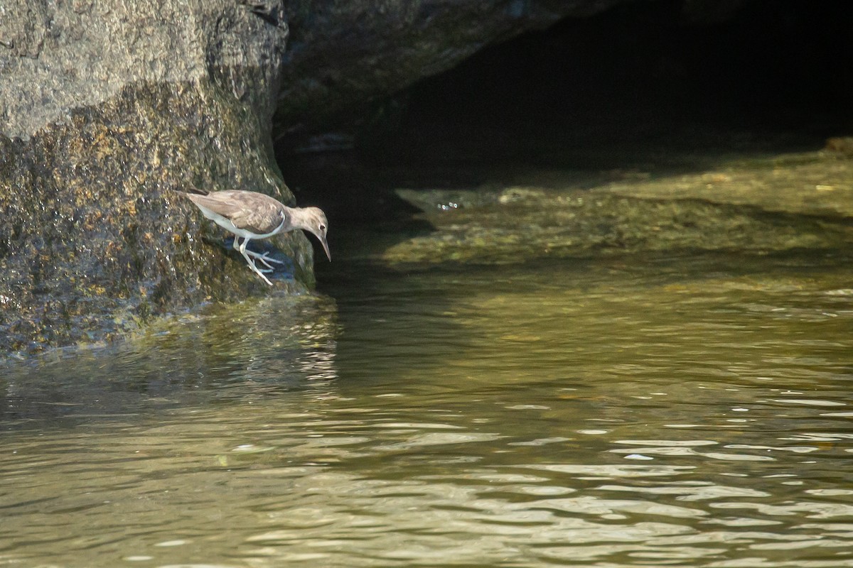 Spotted Sandpiper - ML650301706