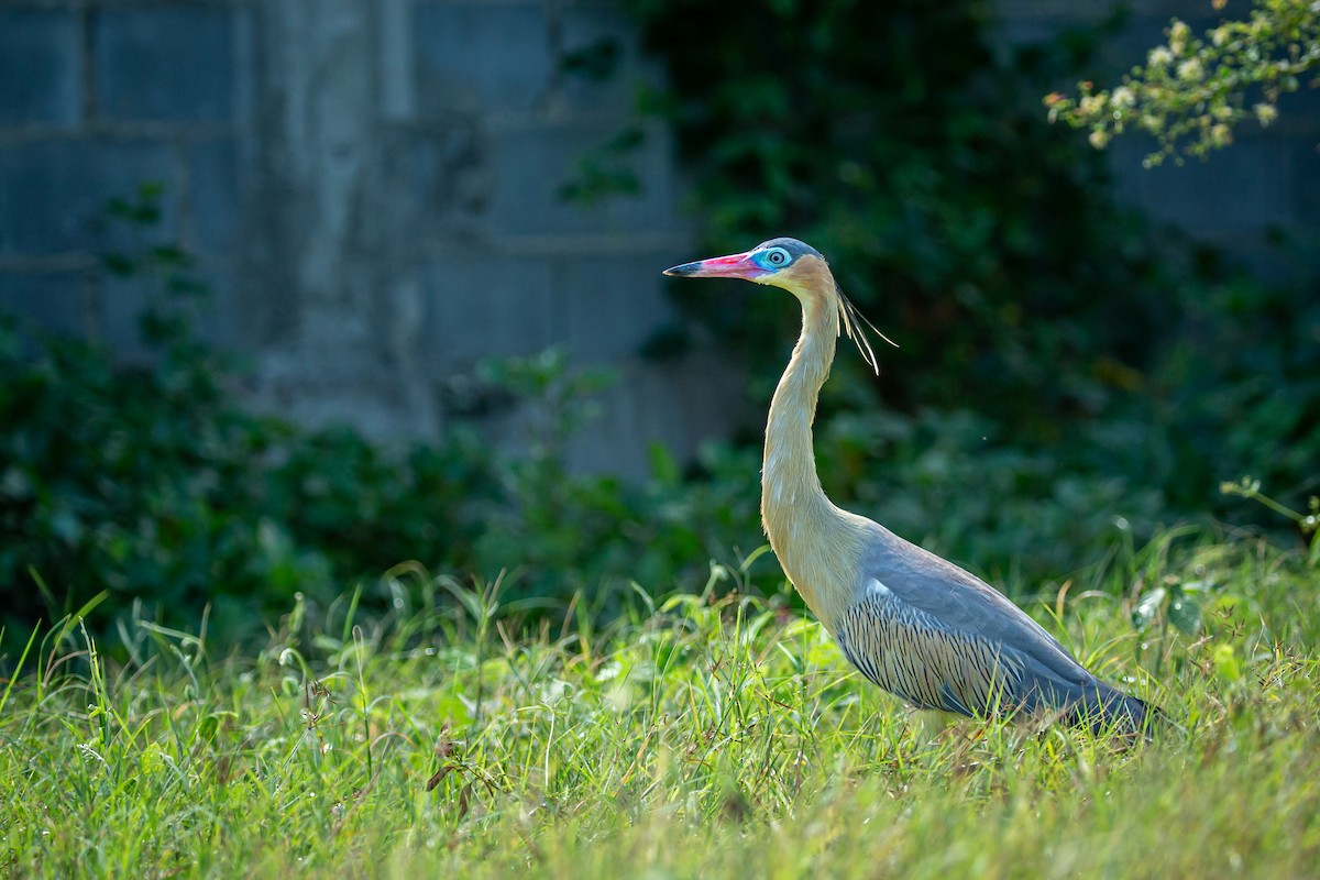 Whistling Heron - ML650301711