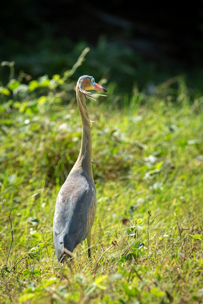 Whistling Heron - ML650301712
