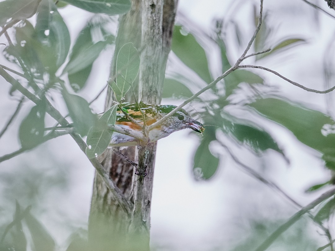 Brubru - ML650301756