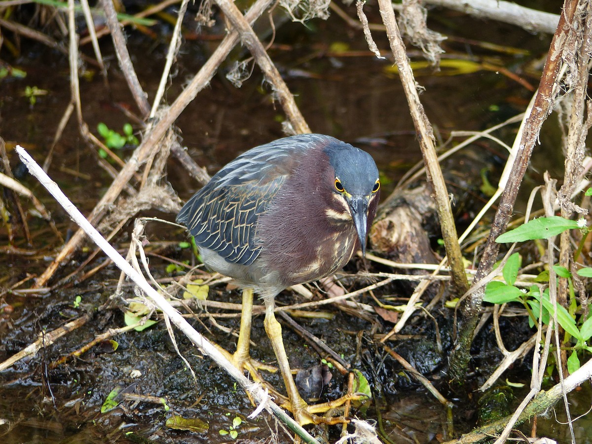 Green Heron - ML65030201