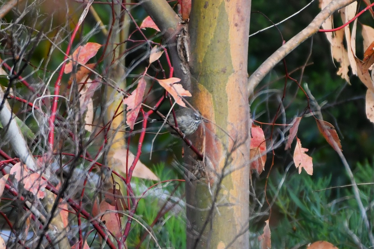 Spotted Scrubwren - ML650302016