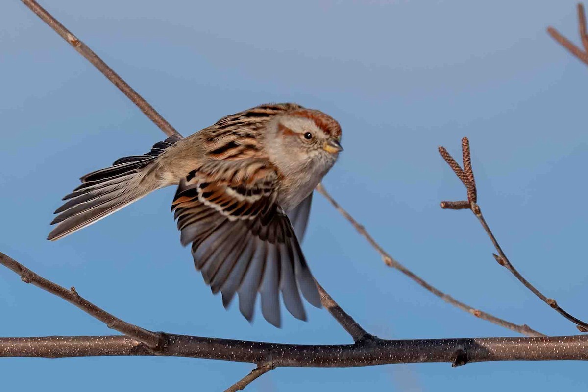 strnádka pokřovní - ML650302017