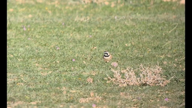 Temminck's Lark - ML650302613