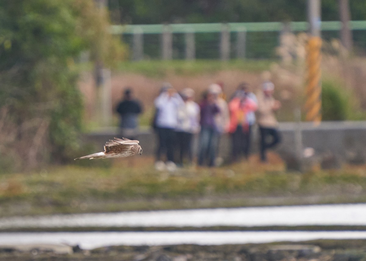 Лунь польовий - ML650302721