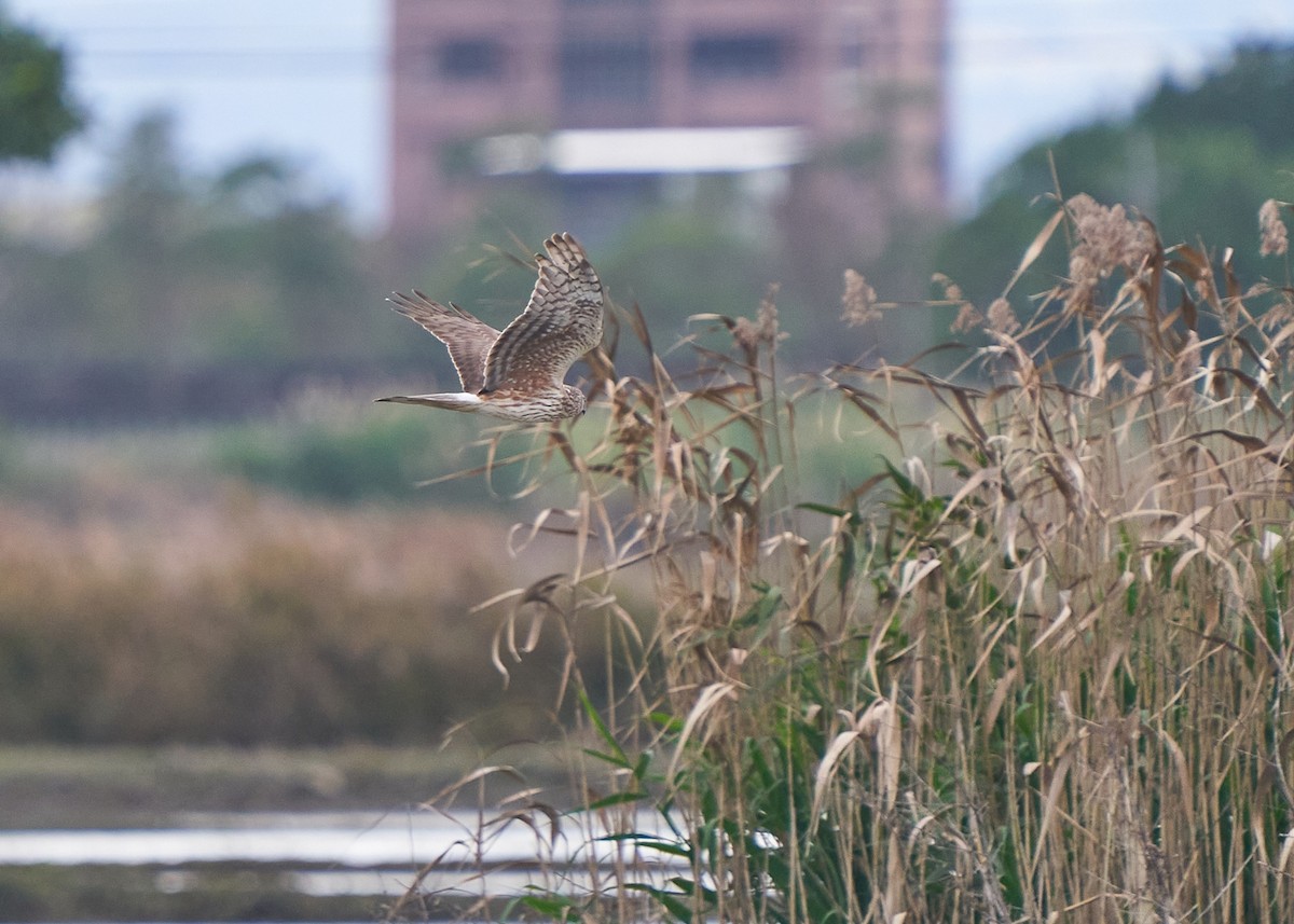 Лунь польовий - ML650302726