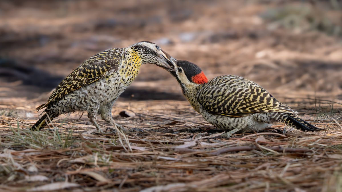 Carpintero Real - ML650302797