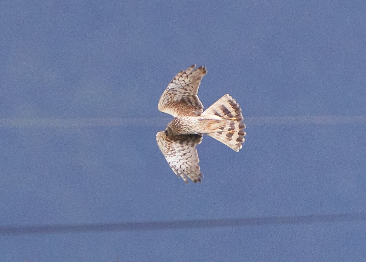 Лунь польовий - ML650303023