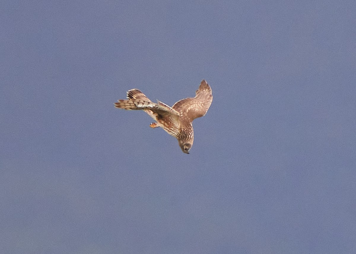 Лунь польовий - ML650303025