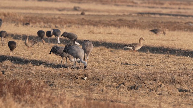 雑種 クロヅル ｘ ナベヅル - ML650303099