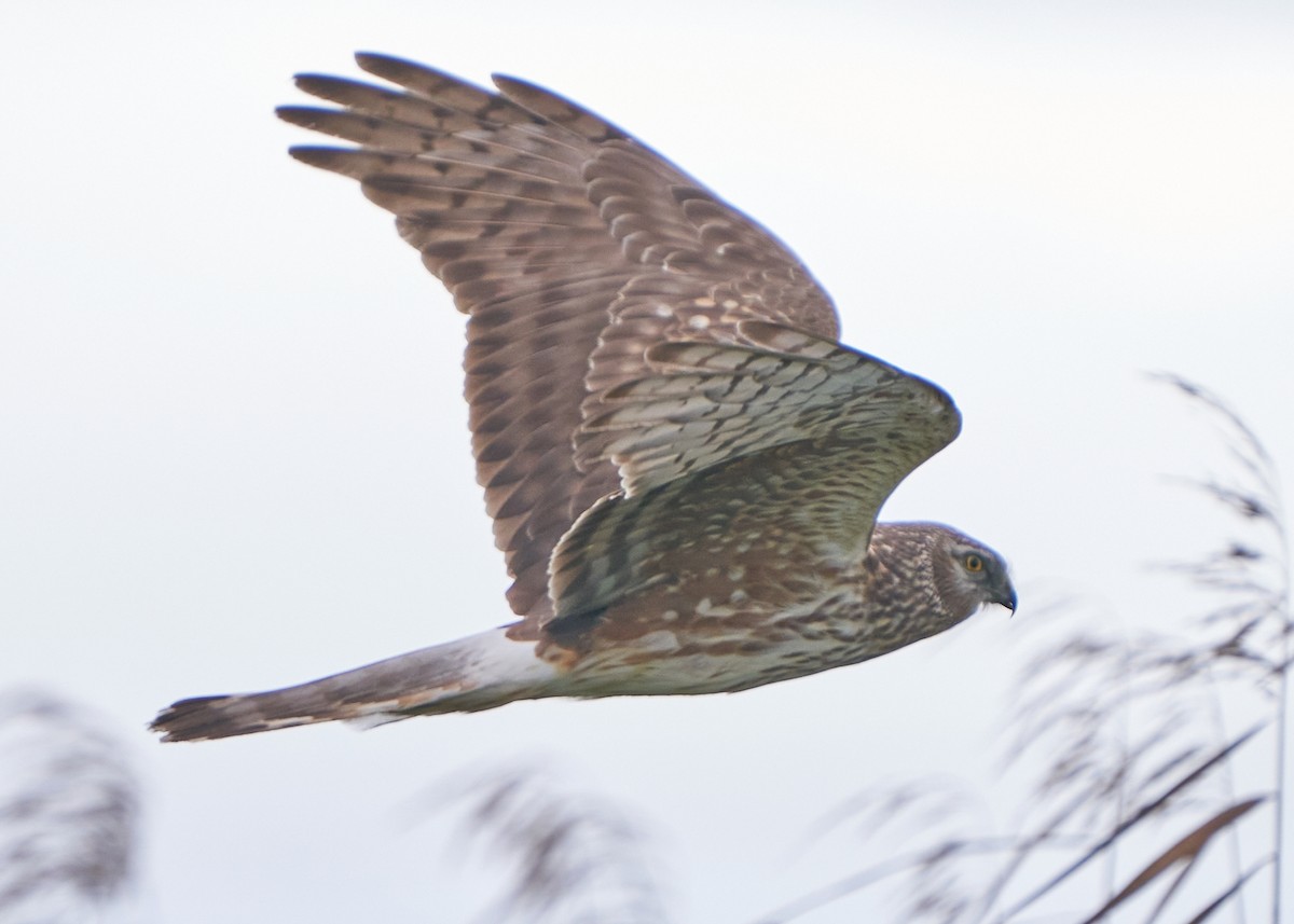Лунь польовий - ML650303101