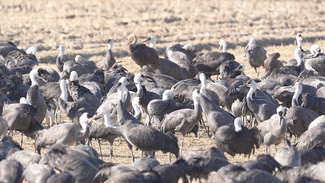 ナベヅル - ML650303245