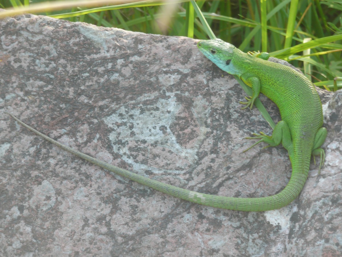 Ramarro occidentale - ML650303358