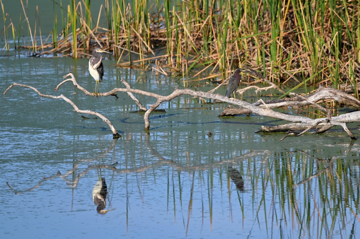 Green Heron - ML650303425